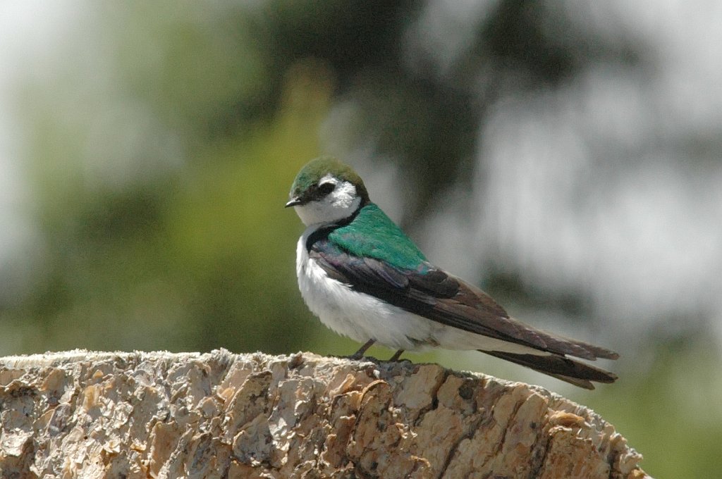 Swallow, Violet-Green, 2009-06199808 Grand Lake, CO.JPG - Violet-green Swallow. Grand Lake, CO, 6-19-2009